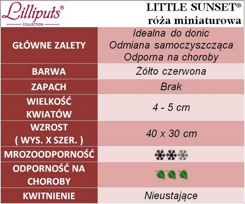 Little Sunset róża miniaturowa